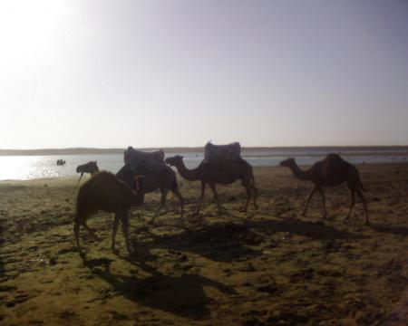 a la plage ac des chamo lol