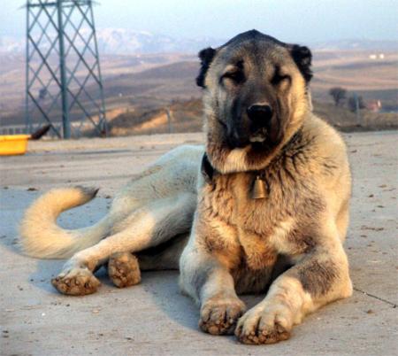 kangal